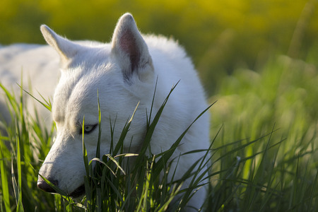 White Siberian husky dog is lying on the grass in a sunny spring afternoon near the rape field