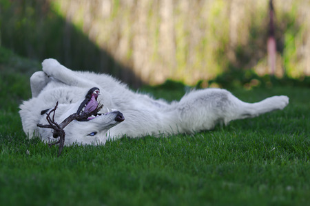White husky playing with a little tree lying on his backの写真素材