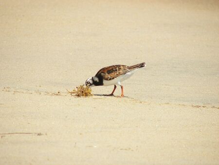 Brown Black and White Sand Piper Eating a Crabの写真素材
