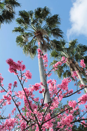 Cherry blossom and Palm Tree in Okinawa, Japanの写真素材