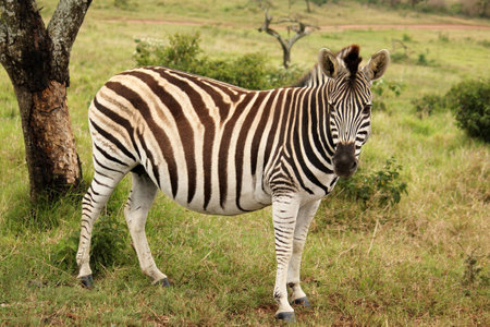 Zebra in nature reserve in South Africaの写真素材