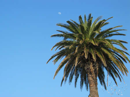 Palm-tree, moon and a flock of seagullsの写真素材