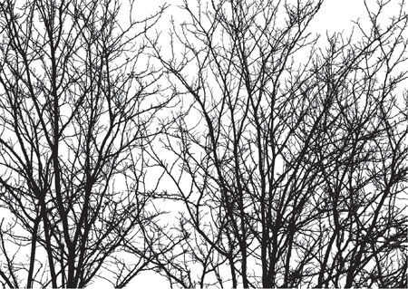 Silhouettes trees over white background. Colors and gradients can easily be added to backgroundのイラスト素材