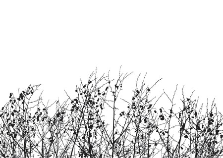 Silhouettes trees over white background. Colors and gradients can easily be added to backgroundのイラスト素材