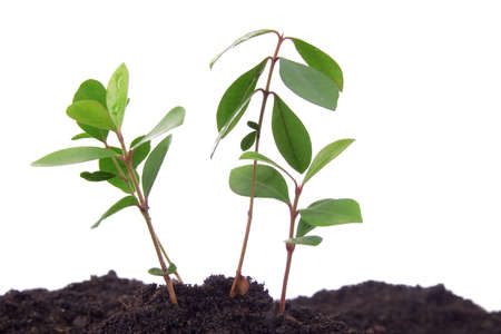 Small plant growing from soil over white backgroundの写真素材