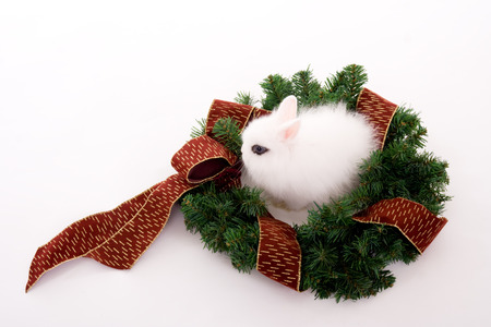 Cute bunny with blue eyes inside christmas wreathの写真素材