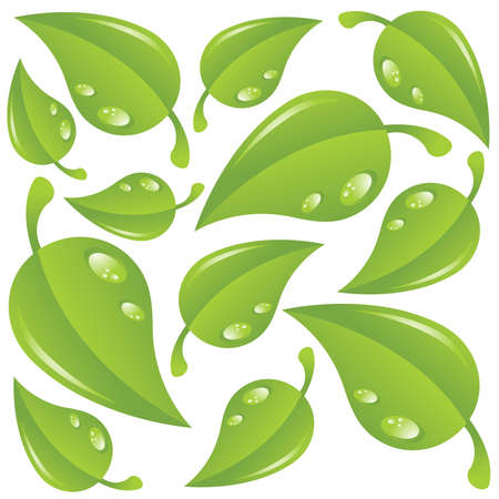 Green leaves with water drops isolated over whiteのイラスト素材