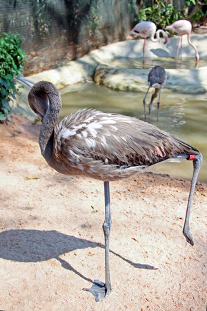 Flamingoの写真素材
