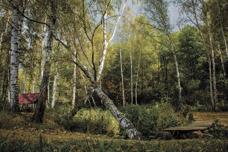 Forest near the village of Lochの写真素材