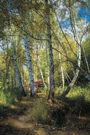 Forest near the village of Lochの写真素材