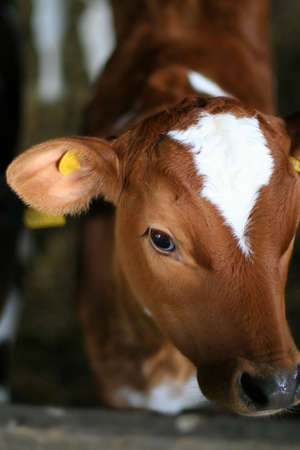 Docile young calfの写真素材