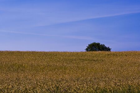 rye fieldの写真素材