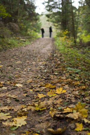autumn in the forestの写真素材