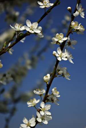Branches with white blossoms against clear blue sky, blured background.の写真素材