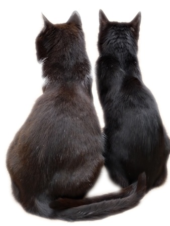 Two black cats viewed from back sitting on floor, isolated on white background.の写真素材
