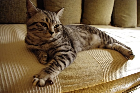 Portrait of british short hair kitten lieing at sofa on sun.の写真素材