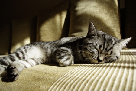 Portrait of british short hair kitten lieing at sofa on sun.の写真素材