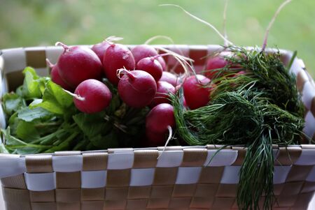 Small basket with fresh red radishes and dil against blurred background.の写真素材