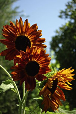 Big red sunflowers against clear blue sky at sunny summer day.の写真素材