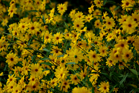 A lot of yellow flowers and green leaves at summer sunny day.
