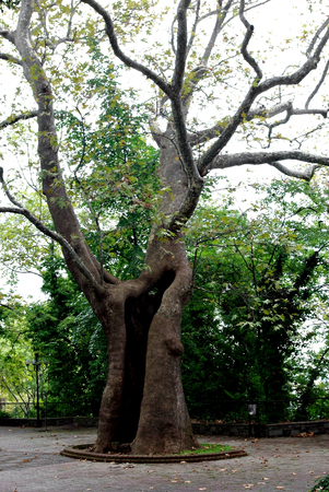 Old hollow leafless twisted tree in park.