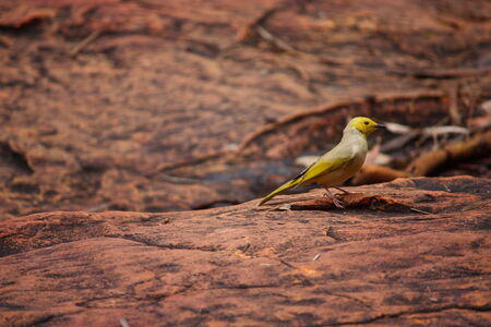 yellow bird