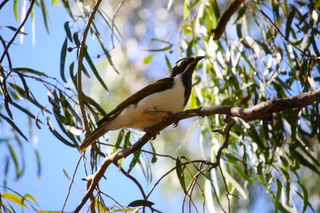 white and black birdの写真素材