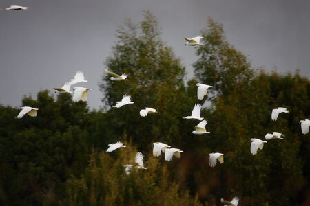 flying white cockatoosの写真素材