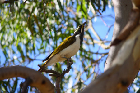 white and brown birdの写真素材