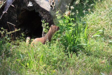 Weasel
