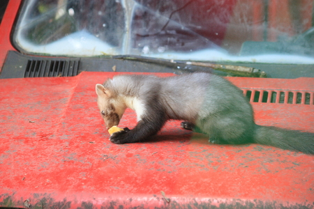 ferretの写真素材