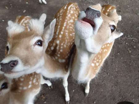 deerの写真素材