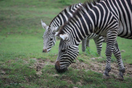 zebras
