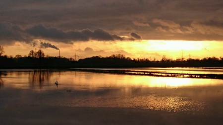 Swans in the sunsetの素材