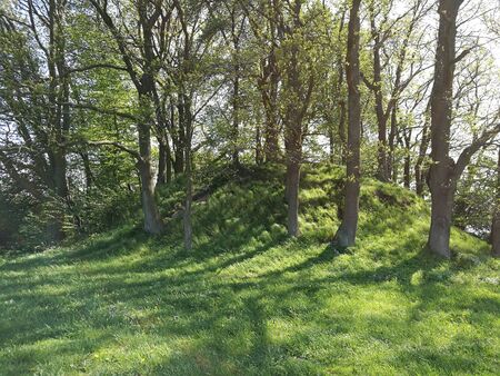 hill with tree hill with tree
