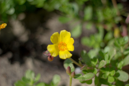 close up of beautiful common purslane or portulaca oleracea flower are bloomingの写真素材