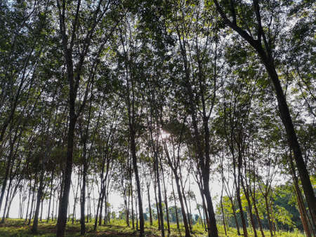 Rubber forest silhouette with sunlight background in Thailandの写真素材