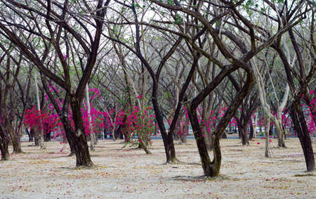 magenta Bougainvillea Blooming flowers and Bougainvillea tree in park,Saphan Hin Thailand on May 20,2021.の写真素材
