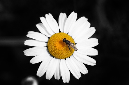 magariteの写真素材