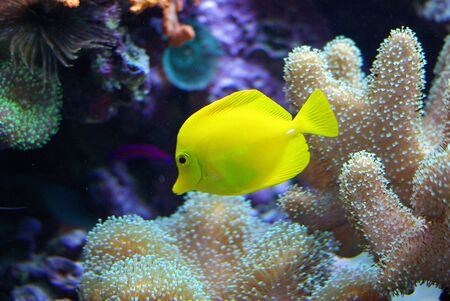 Doctor fish