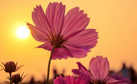 cosmos flower