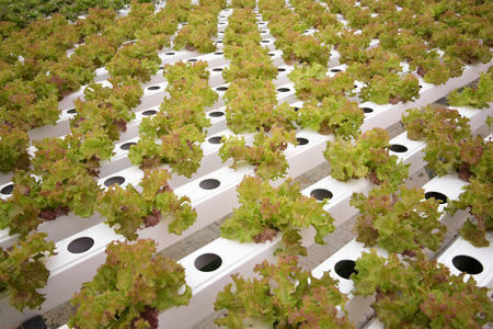 Vegetable in the Hydroponic farm. Hydroponics method of growing plants using water without soil