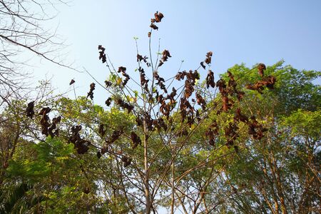 Leaves on the groundの写真素材
