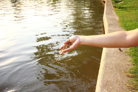 Feeding the fish,The food fish, focus on food.Fish meal in hand,Feeding fish in Fish pondの写真素材