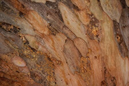Tree bark detailsの写真素材