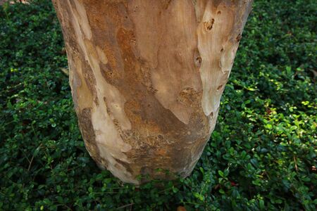Tree bark detailsの写真素材