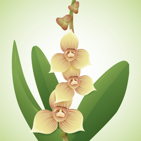 Beautiful and little yellow striped orchids and buds isolated in green background.のイラスト素材