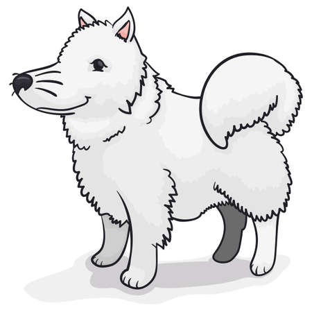 Fluffy, white Samoyed dog waiting for its master for a long walk in the winter.のイラスト素材