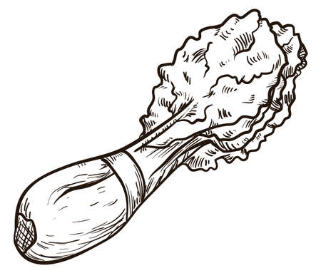 Romaine or cos lettuce attached with a band in hand drawn style, isolated over white background.のイラスト素材