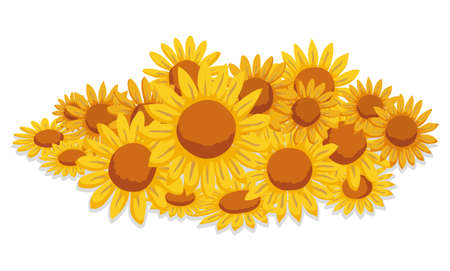 Bunch of beautiful daisies with yellow petals and orange disks, isolated over white background.のイラスト素材
